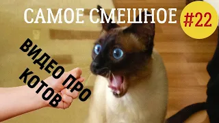 Самое Смешное Видео Про Котов. FUNNY CATS. Приколы про кошек.