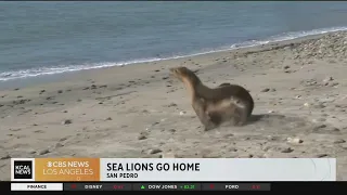 The Marine Mammal Care Center releases two rehabilitated sea lions