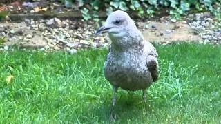 Young Seagull feeding.