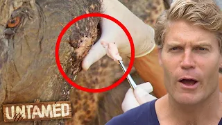 Draining Pus-Filled Lumps on Rescued Elephant 🤢 | Untamed Clips | Untamed