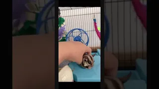 A Compilation of cute and adorable sugar gliders