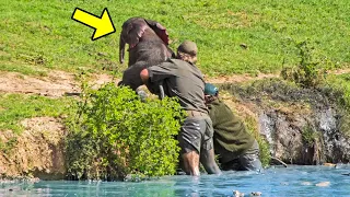 Man Saved a Drowning Baby Elephant, Then The Herd Turned Around and Did Something Astonishing!