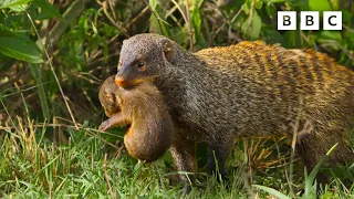 Why you shouldn't pick on a mongoose | Serengeti - BBC