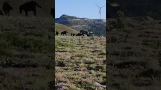 Afyonkarahisar şuhut Başören yaylası yılkı Atları