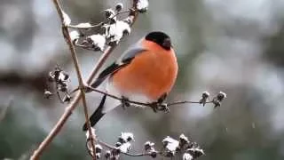 Pyrrhula pyrrhula - Eurasian Bullfinch - hýl obecný