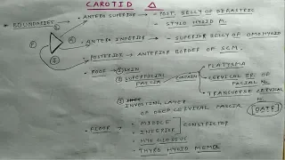Carotid Triangle Anatomy | Part 1 | Head and Neck Anatomy | TCML