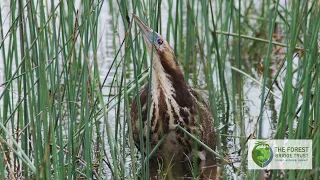 Bittern boom