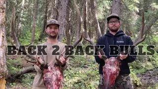 2023 Colorado OTC Archery Elk  | Back 2 Back Bulls