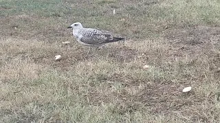 Болгария, Бургас. Чайки вместо голубей