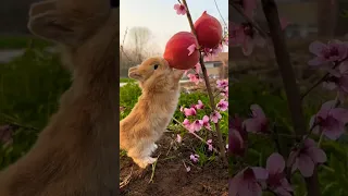 bunny 🐇 #shortvideo #trending #43