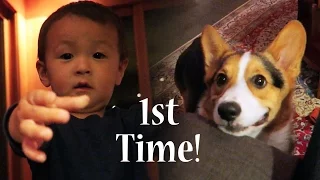 CORGI PUPPY MEETS BABY 1st TIME - Life After College: Ep. 454