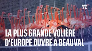 La plus grande volière d'Europe ouvre ses portes au zoo de Beauval