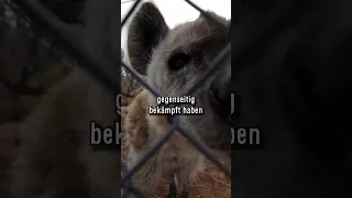 Peinlich Hyänen in Japan