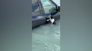 Cat clings to car door to escape flooding in Dubai | VOA News