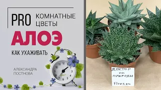 Алоэ - полезные растения? | Растения против насилия | Вся правда об алоэ