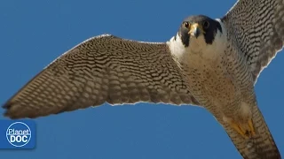 Falcon | Deadly Hunter