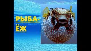 РЫБА-ЁЖ. Развивающее видео