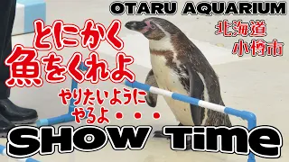 おたる水族館 北海道小樽市　『ペンギンショー』自由きままな新喜劇！