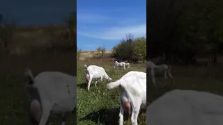 Наташа и Козы 🐐🐐🐐🐐