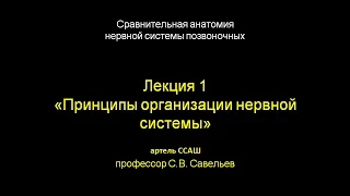 Лекция С.В. Савельева "Организация нервной системы"