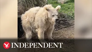 Bear emerges from nap looking dishevelled