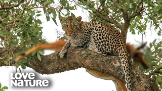 Leopard Drags its Prey Up a Tree to Evade Lion | Love Nature