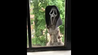 scream squirrel feeder 😲