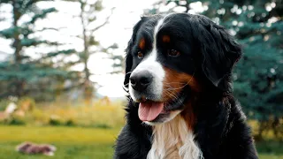 Life With 18 Bernese Mountain Dogs: MEET OUR DOGS || Part 1
