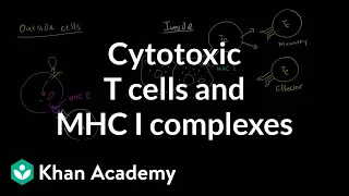 Cytotoxic T cells and MHC I complexes