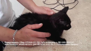 Выпадение прямой кишки у котенка help animal shelter