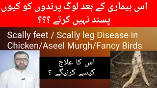 Scaly legs | Scaly leg mites chickens | Scaly leg treatment