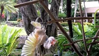 Swinging Parrot