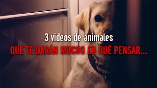 3 VIDEOS DE ANIMALES... que te darán mucho en qué pensar