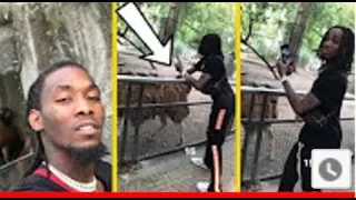 Offset Migos Bets $15K Quavo Won't Touch A Llama