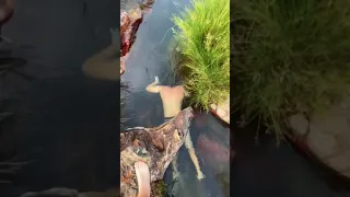 Chapada dos Veadeiros Vale de Marte no complexo de Cachoeiras Rei do Prata em Cavalcante