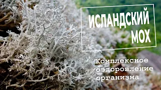 Исландский мох, польза и вред, зачем нужен и как принимать – рассказывает Геннадий Гарбузов