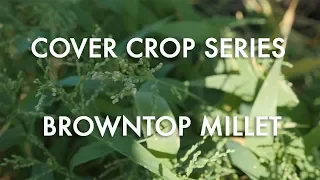 Cover Crop Series: Browntop Millet Location 2