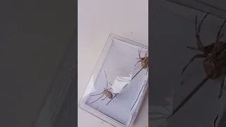 huntsman spider vs tigre spider fight💪