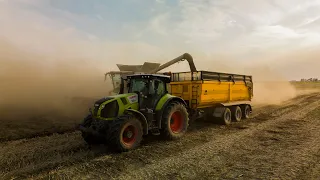 WIELKIE ŻNIWA 2023 NA MAZOWSZU 🌾 4x KOMBAJNY vs RZEPAK ⚫️ CLAAS TEAM + NH | PŁOCK AGRICULTURE |