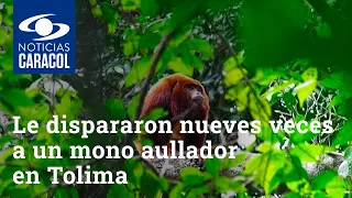 Cazadores le dispararon nueves veces a un mono aullador en Tolima, el primate sobrevivió