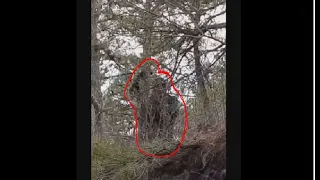 Woman Captures Bigfoot on Camera Following Her