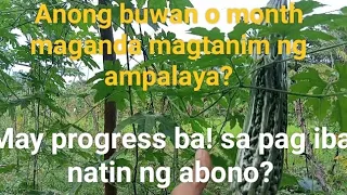 Anong buwan o month  maganda magtanim ng ampalaya?