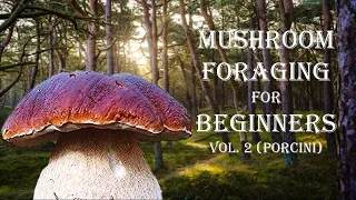 How to Forage Mushrooms Without Dying: PORCINI+ Ruko F11GIM2 DRONE Review!