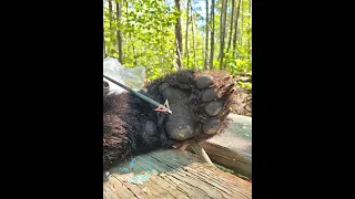 2022 MN Black Bear Bow Kill