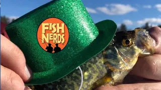 St. Patrick's Day Lucky Fish and How Corona Virus Messes with Fishing Seasons EP 243