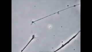 Two neurons sensing each other and trying to connect