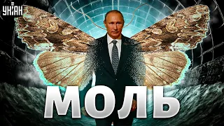 Путина гонят в отставку. С кремлевской молью прощаются. Вторая попытка Пригожина