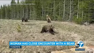 Bear charges towards woman at Yellowstone National Park | ABC7