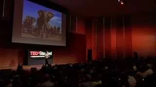 The Secret Lives of Elephants: Caitlin O'Connell-Rodwell at TEDxStanford