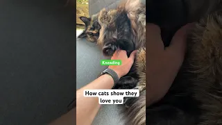How to tell if your cat loves you ❤️